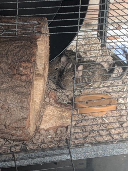 A pair of degus resting in their cage, huddled up close to each other